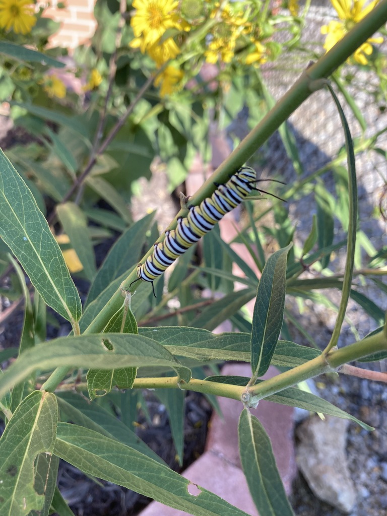 Monarch butterfly caterpillar on stem